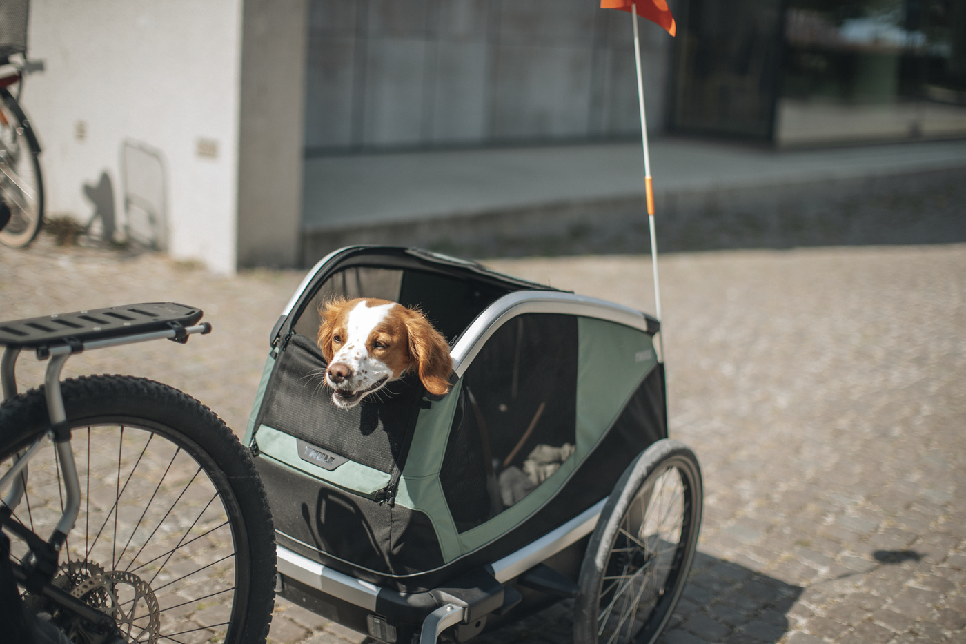 Thule Bexey Hazy Green L 800001 | Przyczepka dla psa