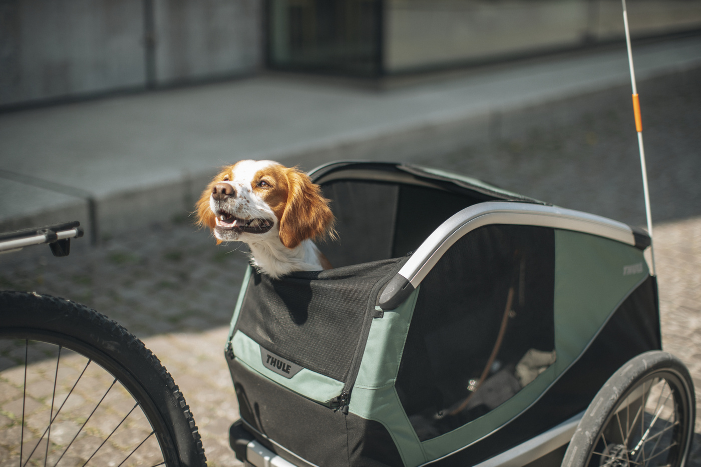 Thule Bexey Hazy Green M 800000 | Przyczepka dla psa