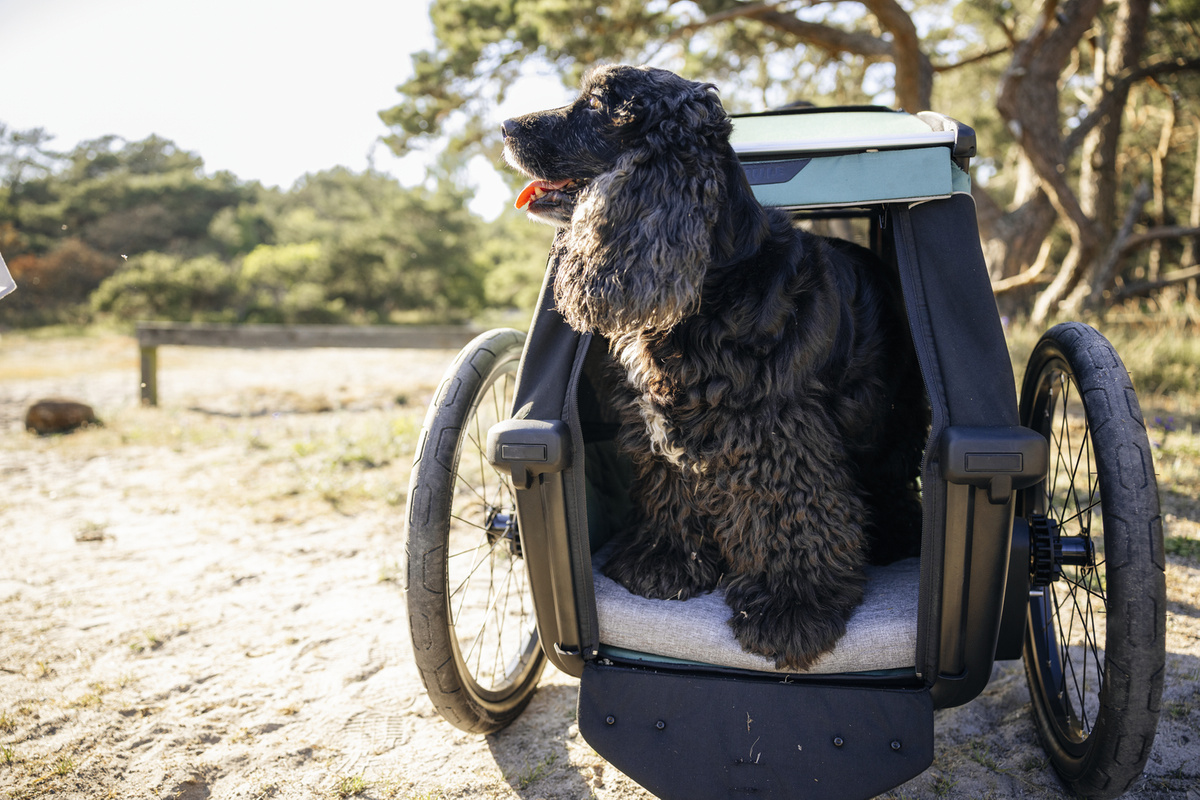 Thule Bexey Dog Bed M 800006