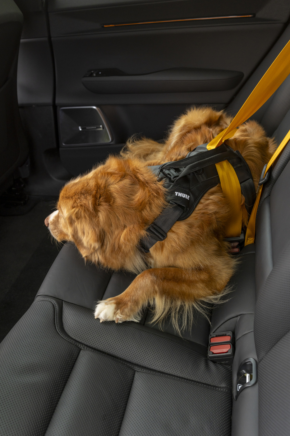 Thule Cappy S 771001 | Szelki transportowe dla psa