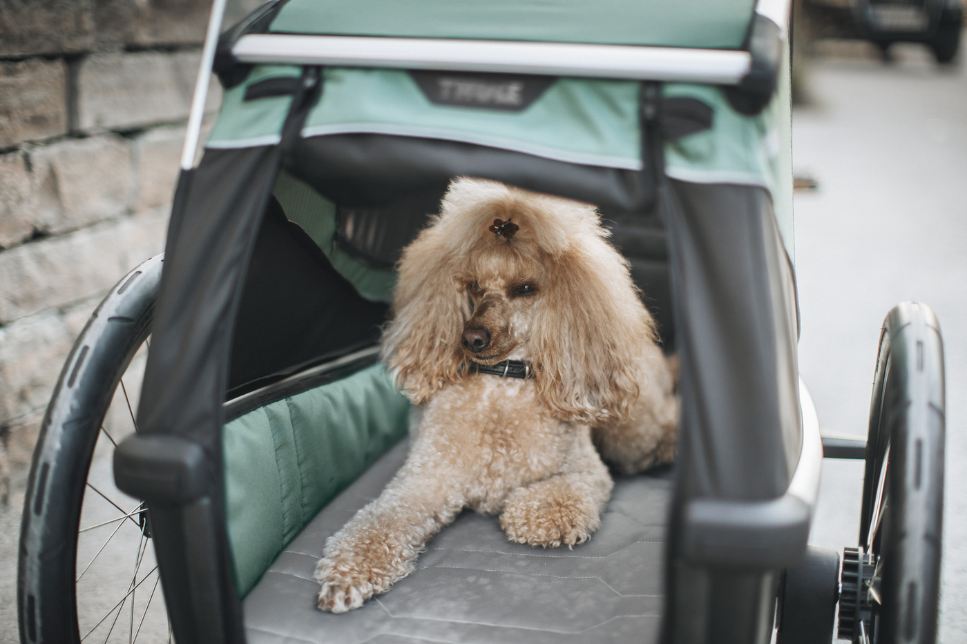 Thule Bexey Hazy Green M 800000 | Przyczepka dla psa