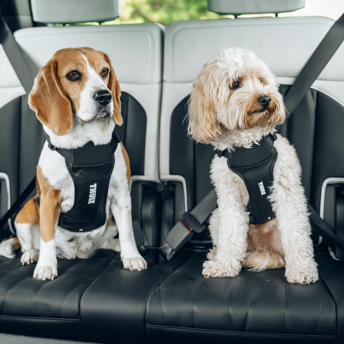 Thule Cappy S 771001 | Szelki transportowe dla psa